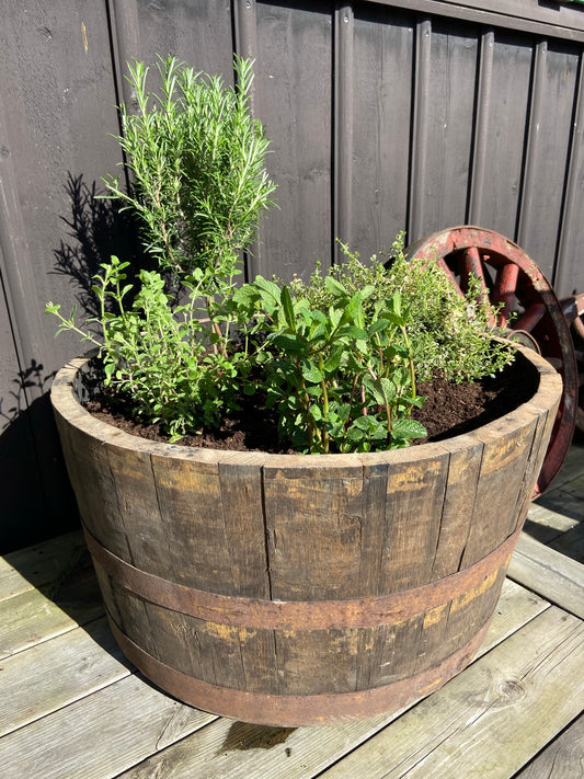 Planteringstunna (Planter) 70L, av whiskytunna, massiv ek, perfekt för mindre planteringar som blommor eller örter, rustikt utseende.